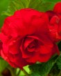 Begonia Grandiflora Red4
